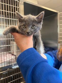 Dusty -  Domestic Short Hair Cat for Adoption in Liverpool, New York - Dusty | PetCurious