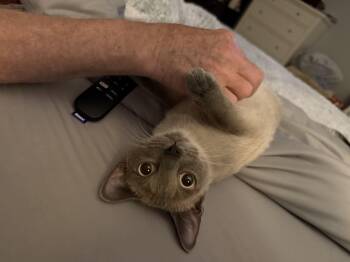 Siamese Cats Available for Adoption in Marvin, North Carolina - Shea | PetCurious