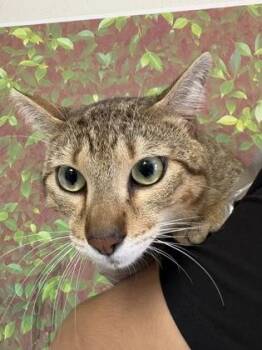Copper -  Domestic Short Hair Cat Available for Adoption in San Antonio, Texas - Copper | PetCurious
