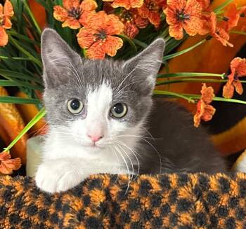 3/31/26 Elena -  Domestic Short Hair Cat for Adoption in Stillwater, Oklahoma - 3/31/26 Elena | PetCurious