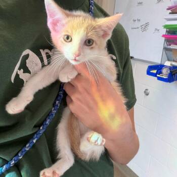 Mbappe -  Domestic Short Hair Cat for Adoption in Council Bluffs, Iowa - Mbappe | PetCurious