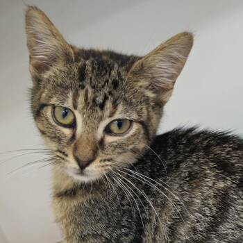 River -  Domestic Short Hair Cat for Adoption in Cumming, Georgia - River | PetCurious