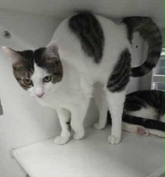 Rescue Domestic Short Hair Cats for Adoption in Atlanta, Georgia - OMG | PetCurious