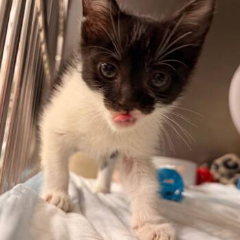 Boo -  Domestic Short Hair Cat for Adoption in West Palm Beach, Florida - Boo | PetCurious
