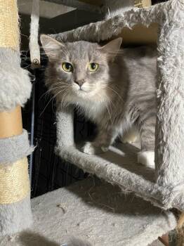 Rescue Domestic Long Hair Cats for Adoption in Albany, Wisconsin - Zinnia | PetCurious