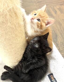 Sushi -  Domestic Short Hair Cat for Adoption in Steinbach, Manitoba - Sushi | PetCurious