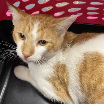 Queso -  Domestic Short Hair Cat for Adoption in Allentown, Pennsylvania - Queso | PetCurious