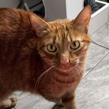 Domestic Short Hair Cats Available for Adoption - Pixel | PetCurious