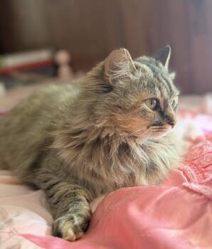 Maine Coon Cats Available for Adoption - ARIEL | PetCurious