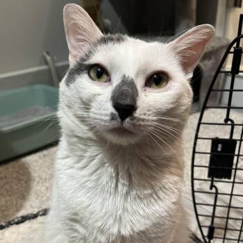 Tucker -  Domestic Short Hair Cat Available for Adoption in Oak Park, Illinois - Tucker | PetCurious