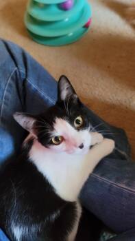 Rescue Domestic Short Hair Cats for Adoption in Carrollton, Virginia - Marley | PetCurious