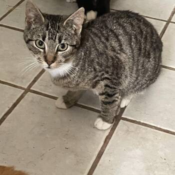 Domestic Short Hair Cats Available for Adoption - Tony | PetCurious