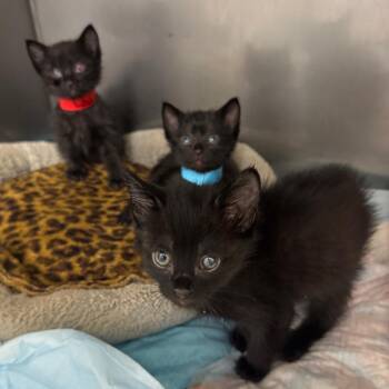 Louie -  Domestic Short Hair Cat for Adoption in Los Angeles, California - Louie | PetCurious