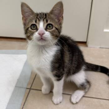 Domestic Short Hair Cats Available for Adoption in Morrison, Colorado - Beau Carrillo | PetCurious