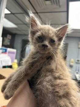 Rescue Domestic Long Hair Cats for Adoption in Stockton, California - SAPPHIRE | PetCurious