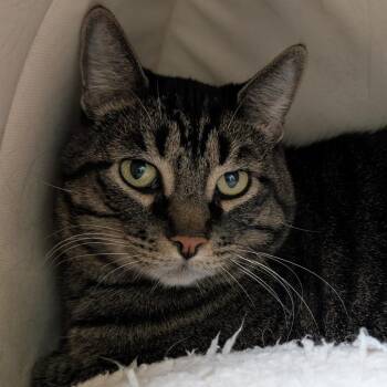 Domestic Short Hair Cats Available for Adoption - Timone | PetCurious