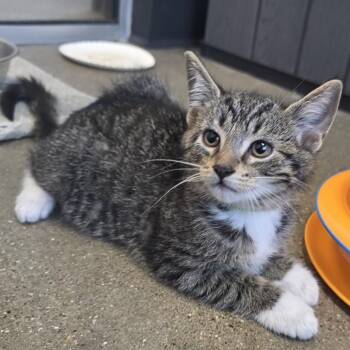 Oreo -  Domestic Short Hair Cat for Adoption in Fort Wayne, Indiana - Oreo | PetCurious