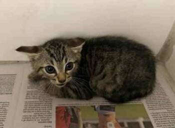 Rescue Domestic Short Hair Cats for Adoption in Atlanta, Georgia - Nutmeg | PetCurious