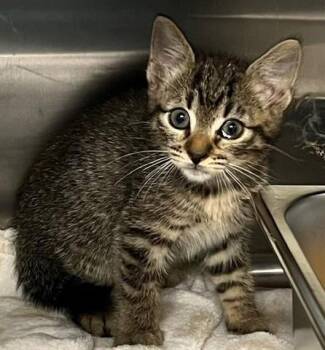 XAVIER -  Domestic Short Hair Cat for Adoption in Houston, Texas - XAVIER | PetCurious
