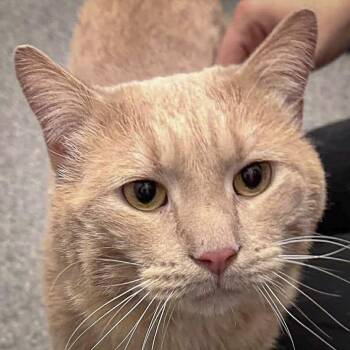 Rescue Tabby Cats for Adoption in Huntley, Illinois - Grizzley | PetCurious