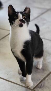 Panda -  Domestic Short Hair Cat Available for Adoption in Florham Park, New Jersey - Panda | PetCurious