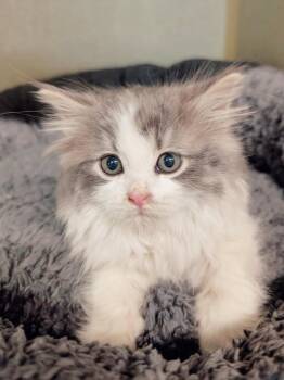 Rescue Domestic Long Hair Cats for Adoption in Peace River, Alberta - Sesame | PetCurious
