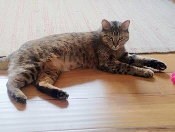 Luna -  Domestic Short Hair Cat Available for Adoption in Colorado Springs, Colorado - Luna | PetCurious