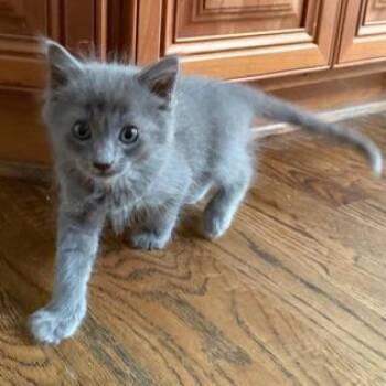 Domestic Short Hair Cats Available for Adoption in Cumming, Georgia - Sparrow | PetCurious