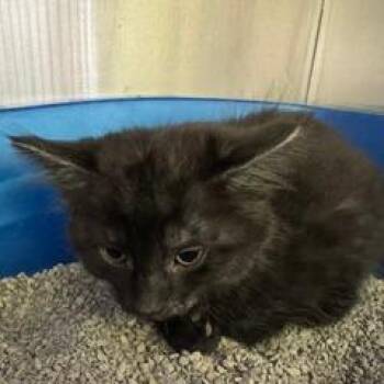 Nemo -  Domestic Short Hair Cat for Adoption in Burlington, Ontario - Nemo | PetCurious