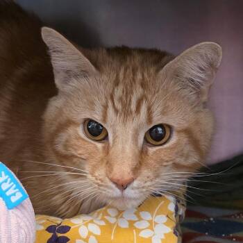 Domestic Short Hair Cats Available for Adoption in Gloucester, Virginia - Oliver | PetCurious