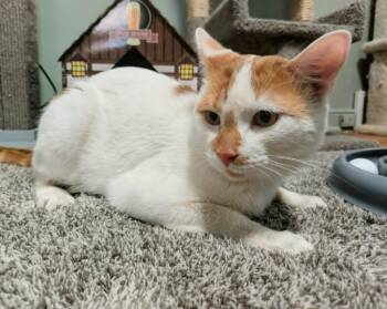 Dot (FIV+) -  Domestic Short Hair Cat for Adoption in Minneapolis, Minnesota - Dot (FIV+) | PetCurious