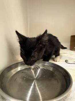 Salem -  Domestic Short Hair Cat for Adoption in Honolulu, Hawaii - Salem | PetCurious
