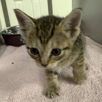 Domestic Short Hair Cats Available for Adoption in Buchanan Dam, Texas - Willow | PetCurious