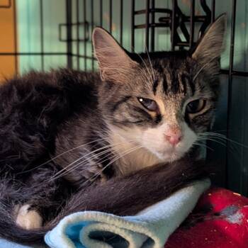 Aiden -  Domestic Long Hair Cat for Adoption in Johnstown, Pennsylvania - Aiden | PetCurious