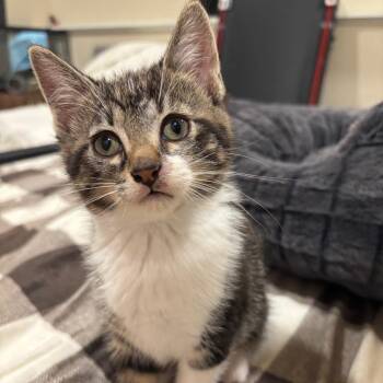 Bitsy -  Domestic Short Hair Cat for Adoption in Buffalo, Minnesota - Bitsy | PetCurious