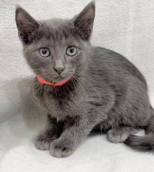 Domestic Short Hair Cats Available for Adoption in Minneapolis, Minnesota - Avery | PetCurious