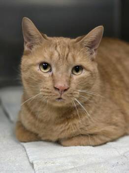 Rescue Domestic Short Hair Cats for Adoption - Sebastian | PetCurious