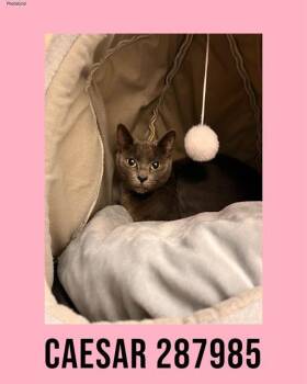 Domestic Short Hair Cats Available for Adoption - CAESAR | PetCurious