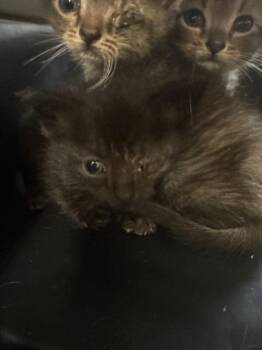 Prang -  Domestic Short Hair Cat for Adoption in Cincinnati, Ohio - Prang | PetCurious