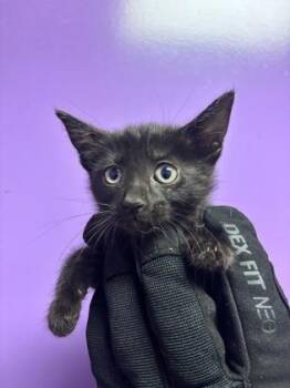 61555473 -  Domestic Short Hair Cat for Adoption in El Paso, Texas - 61555473 | PetCurious