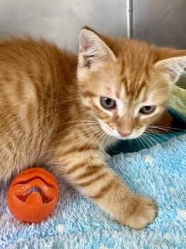 Domestic Short Hair Cats Available for Adoption in San Antonio, Texas - DOROTHY | PetCurious