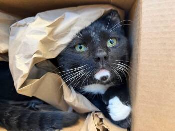 Domestic Short Hair Cats Available for Adoption - Franklin | PetCurious