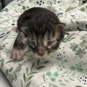 Domestic Medium Hair Cats Available for Adoption in Edwardsville, Illinois - Tooder | PetCurious