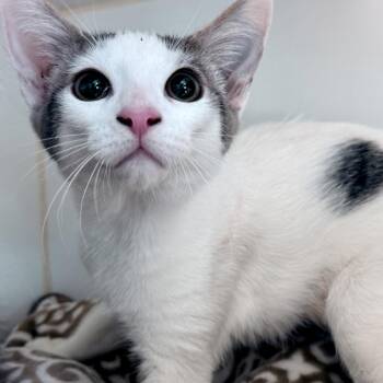 Domestic Short Hair Cats Available for Adoption in Oakland, California - J-Hope | PetCurious