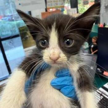 Groga -  Domestic Short Hair Cat for Adoption in West Palm Beach, Florida - Groga | PetCurious