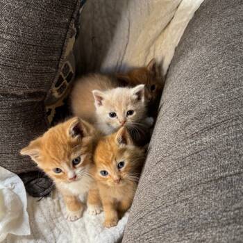 Rescue Domestic Short Hair Cats for Adoption in Pinson, Tennessee - Anna | PetCurious