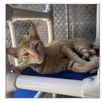 Lemur -  Domestic Medium Hair Cat for Adoption in Asher, Oklahoma - Lemur | PetCurious