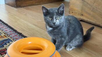 Rescue Domestic Short Hair Cats for Adoption in Denver, Colorado - Joia | PetCurious