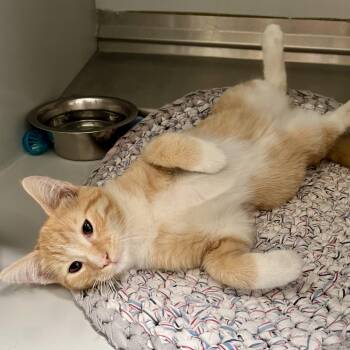 61606501 -  Domestic Short Hair Cat for Adoption in Elko, Nevada - 61606501 | PetCurious