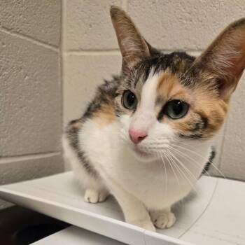Domestic Short Hair Cats Available for Adoption in South Elgin, Illinois - Honeybuns | PetCurious